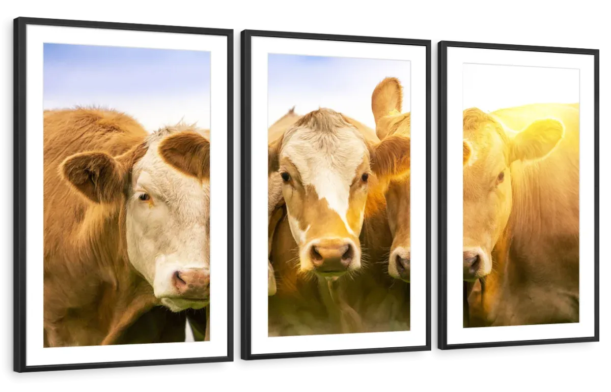 3 Cows Wall Art