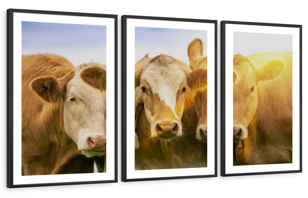 3 Cows Wall Art