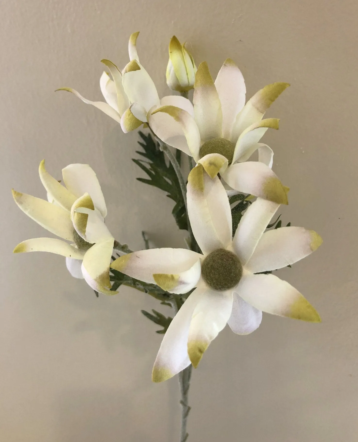 F-ASB-NF-05 Flannel Flower 60cm White