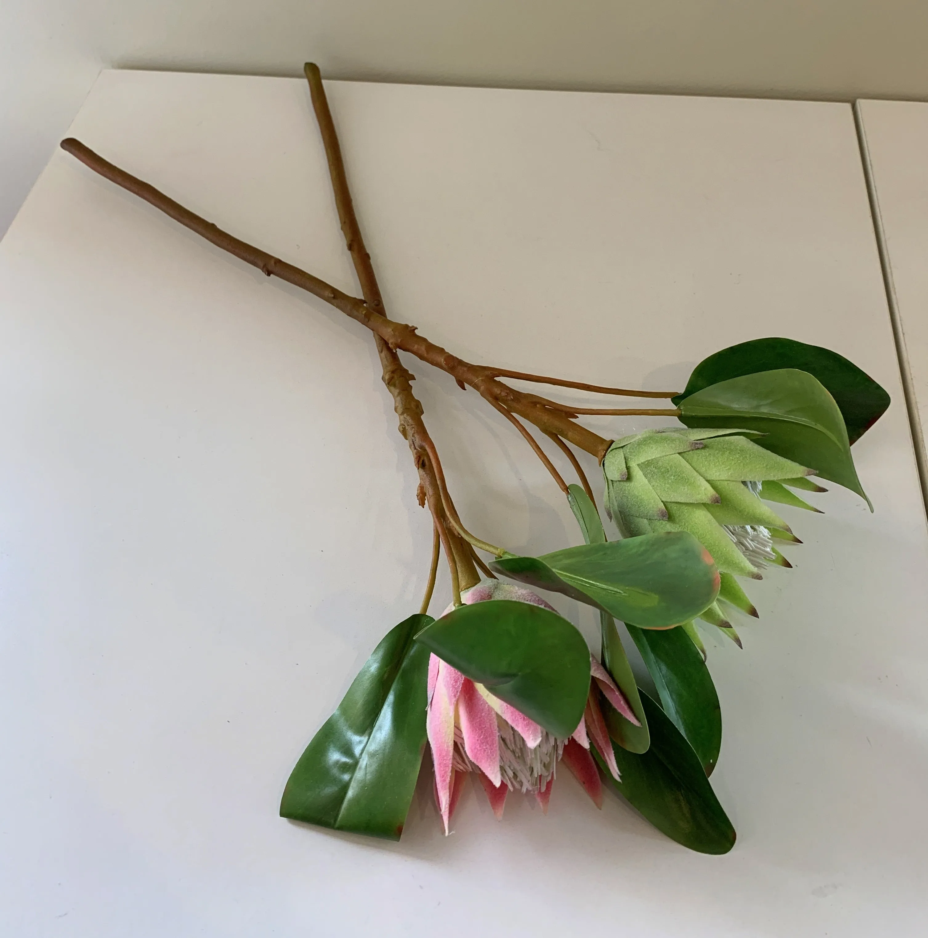 F0160SML-N King Protea Single Stem 53cm Light Green / Pink