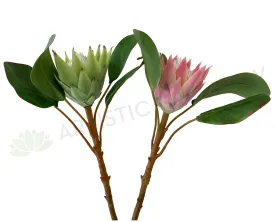 F0160SML-N King Protea Single Stem 53cm Light Green / Pink