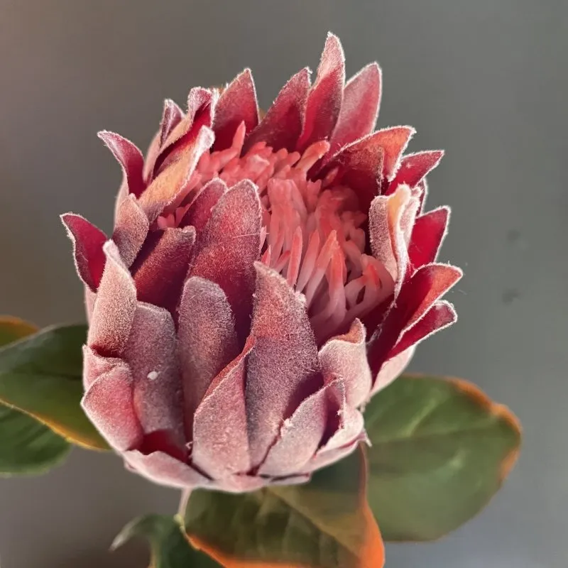 Queen Protea (Red)